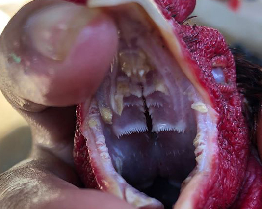 BỆNH NẤM ĐƯỜNG TIÊU HÓA TRÊN GÀ ĐÁ