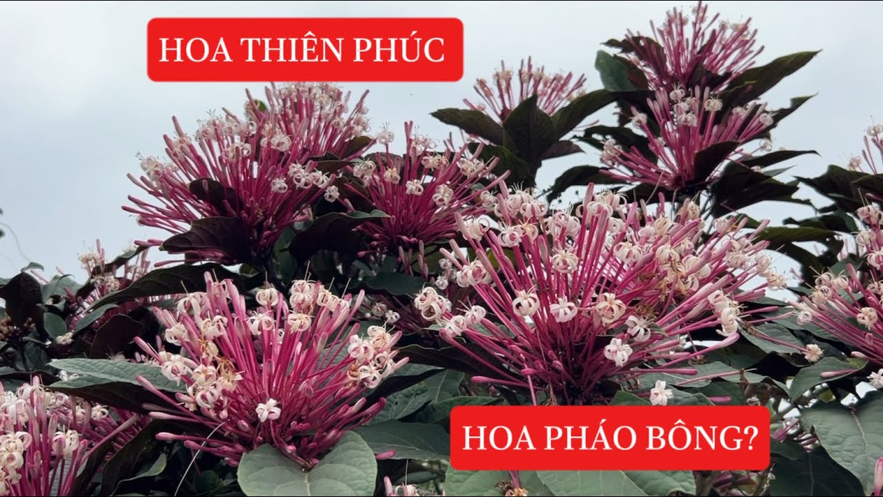 Hoa Thiên Phúc . Biểu tượng của sắc xuân và tài Lộc ☎️: 092.391.6866 - 0968.750.386