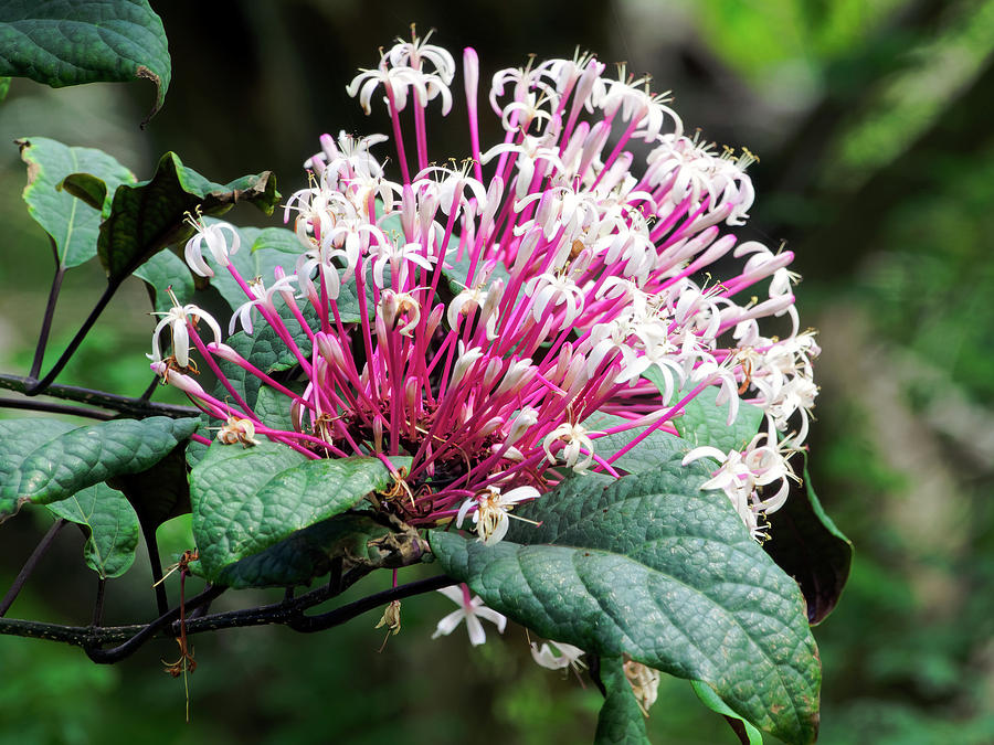 CÂY PHÁO HOA - Trung Tâm Cây Giống Sài Gòn
