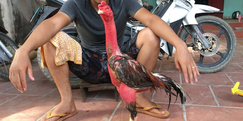 Giai đoạn thay lông chuẩn cho gà chọi