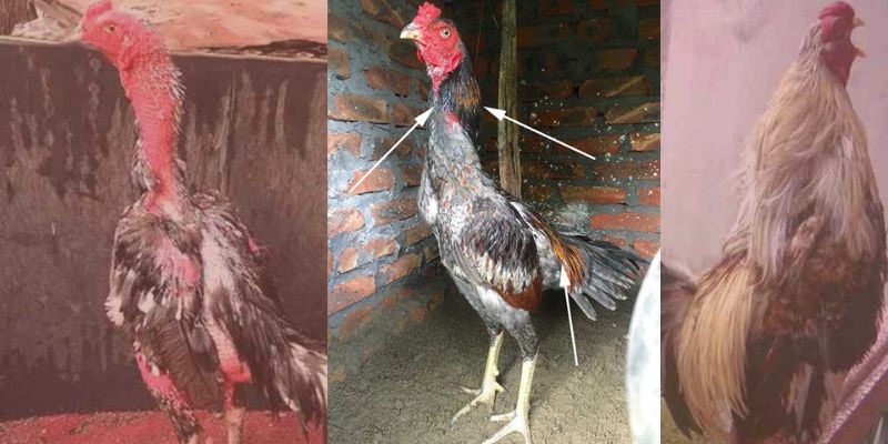 Cách chăm sóc gà chọi thay lông đúng kỹ thuật