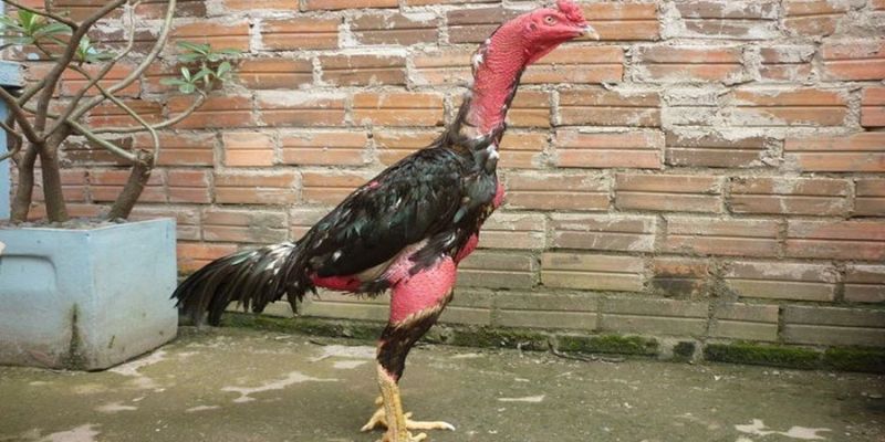 Cách Chăm Sóc Gà Chọi Thay Lông Đúng Kỹ Thuật Và Tốt Nhất - JUN88