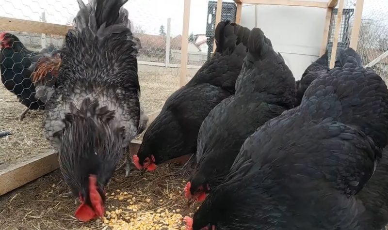 Giống gà to nhất Việt Nam top 5 thế giới - Niên Giám Nông Nghiệp