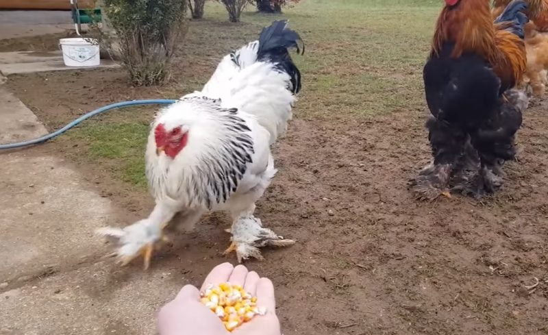 Giống gà Brahma to lớn