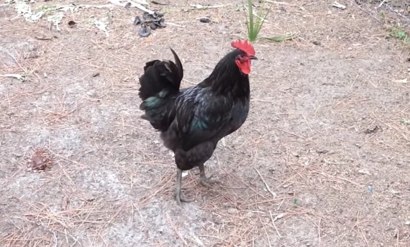 Giống gà to nhất Việt Nam top 5 thế giới - Niên Giám Nông Nghiệp