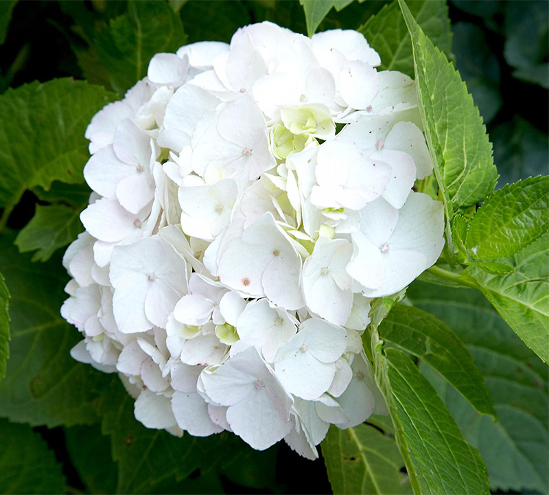 Hoa cẩm tú cầu trắng tinh khôi