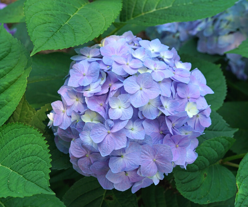 Ý nghĩa hoa cẩm tú cầu tím thủy chung