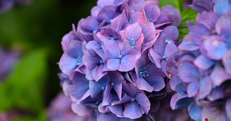 Ý nghĩa hoa cẩm tú cầu: Biểu tượng của lòng biết ơn và sự thủy chung