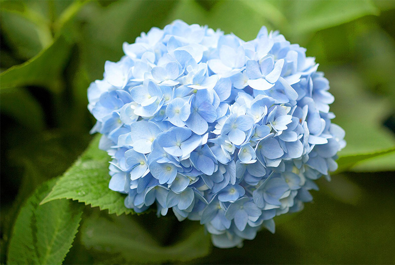 Ý nghĩa hoa cẩm tú cầu màu xanh dương