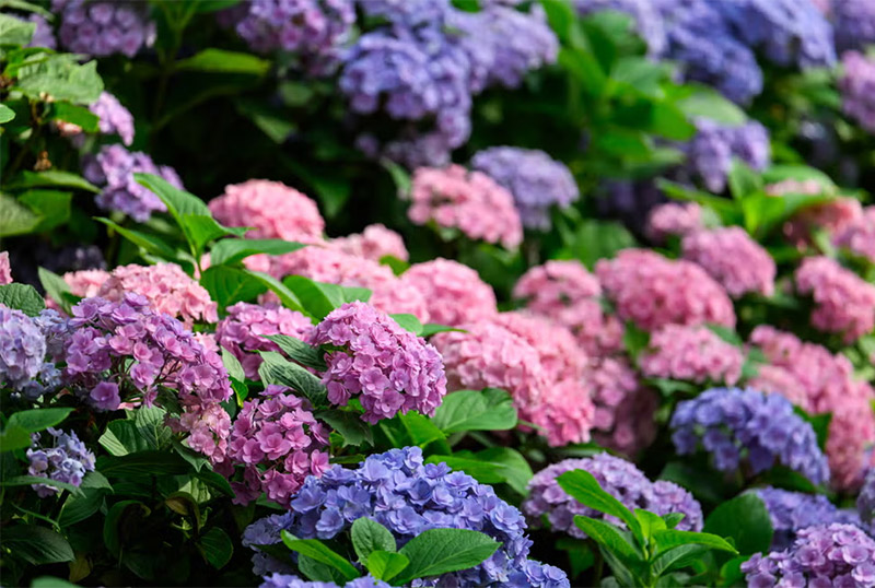 Đặc điểm sinh học độc đáo của hoa cẩm tú cầu