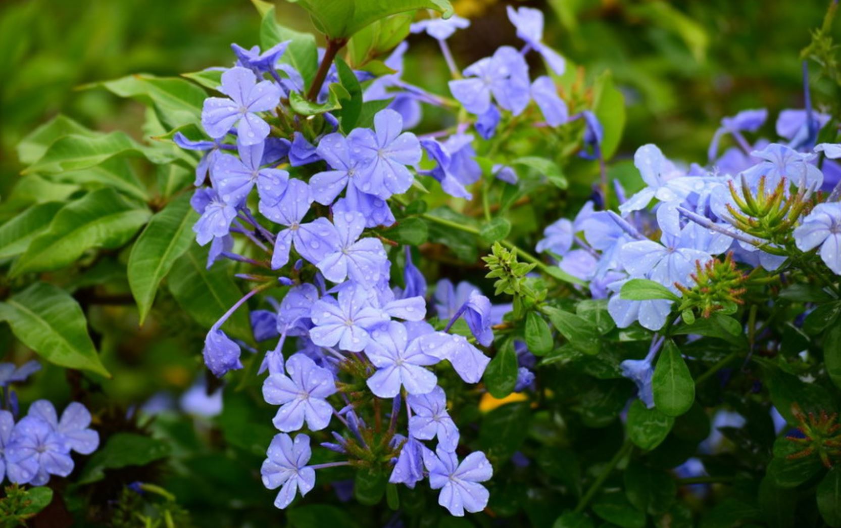 Ý nghĩa phong thủy hoa thanh xà