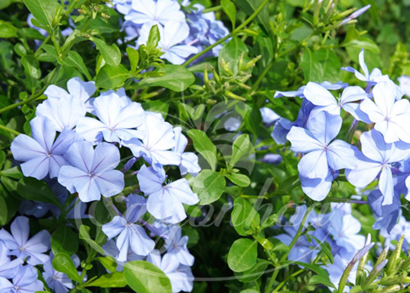 Hoa thanh xà hợp mệnh thủy và mộc