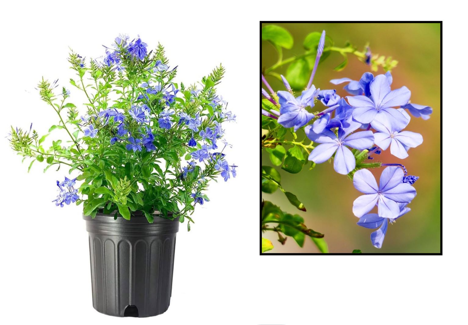 Kỹ thuật trồng hoa thanh xà