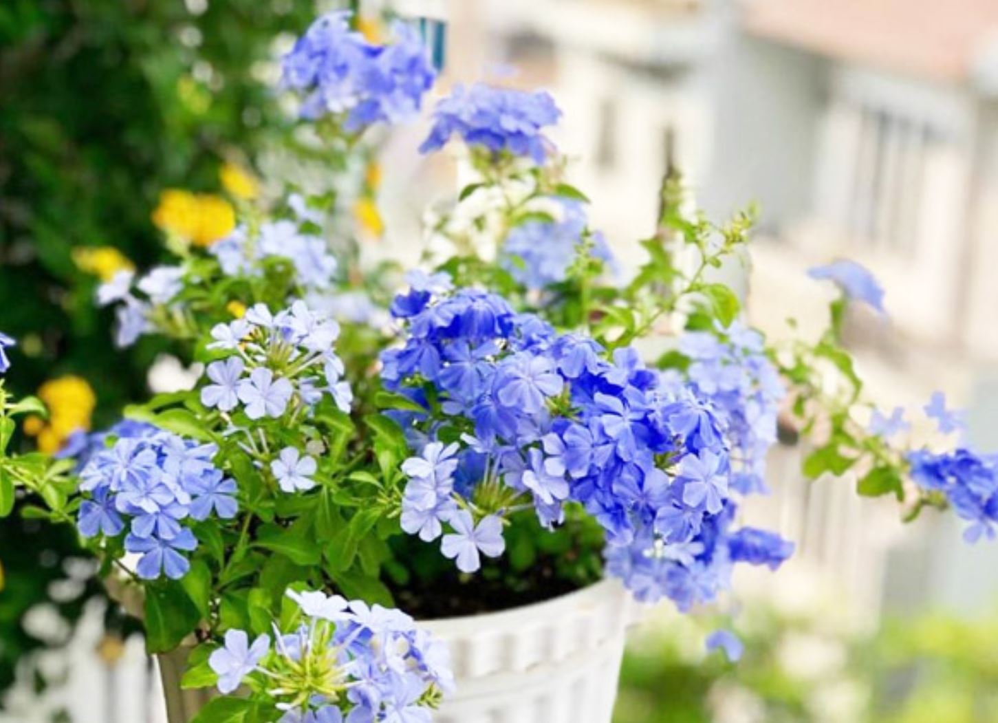 Nguồn gốc cây hoa thanh xà từ Nam Phi