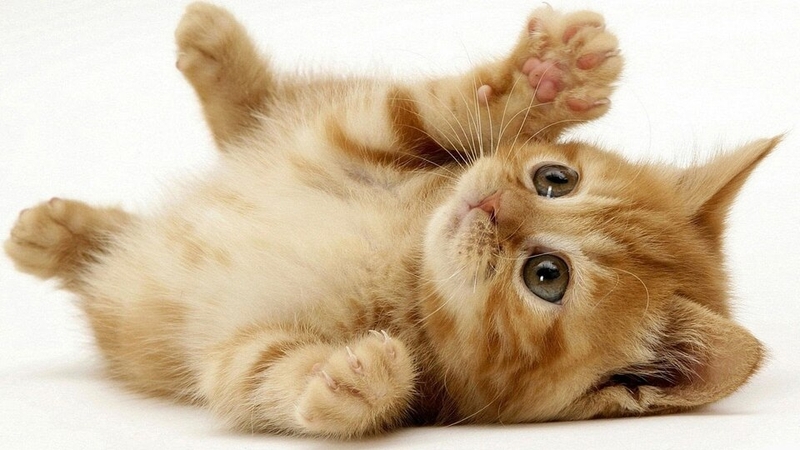 Mệnh của người sinh năm 2011